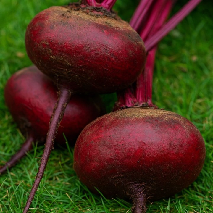 Semillas de remolacha Aplastada de Egipto (Beta vulgaris) para sembrar