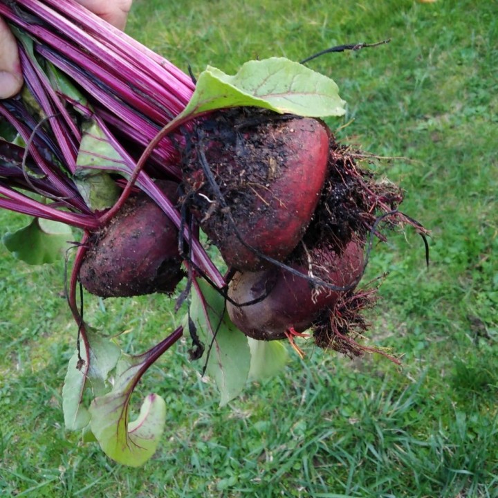 Semillas de remolacha Aplastada de Egipto (Beta vulgaris) para sembrar