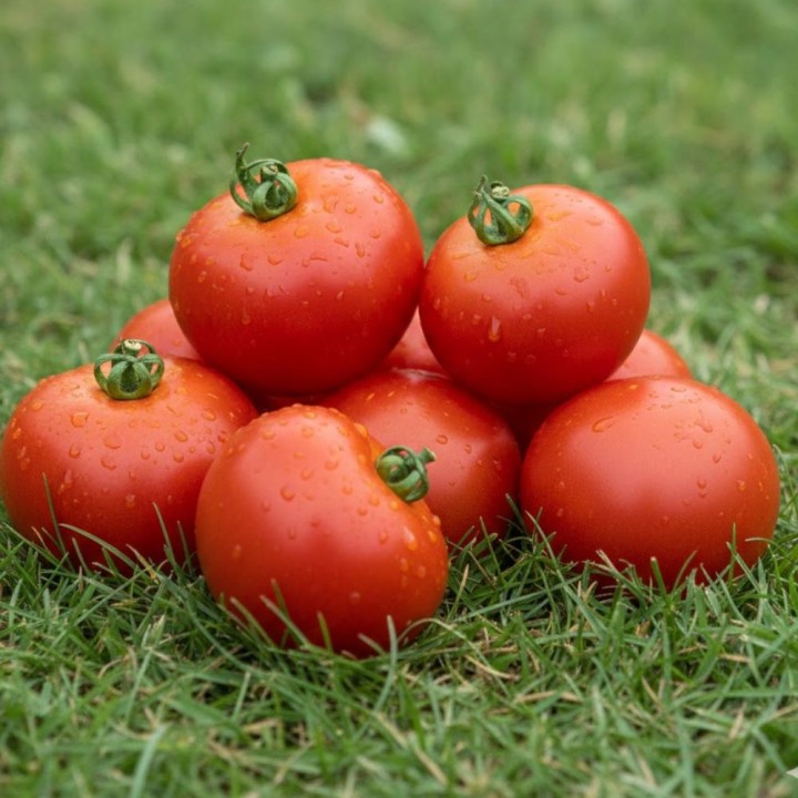 Tomate Marglobe - Semillas