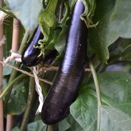 Semillas de berenjena larga morada alargada negra sembrar comprar