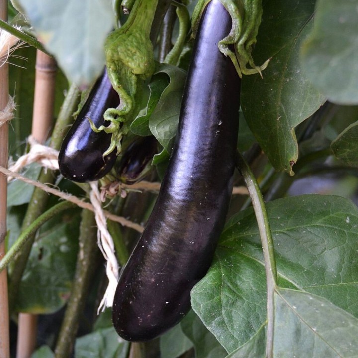 Semillas de berenjena larga morada alargada negra sembrar comprar