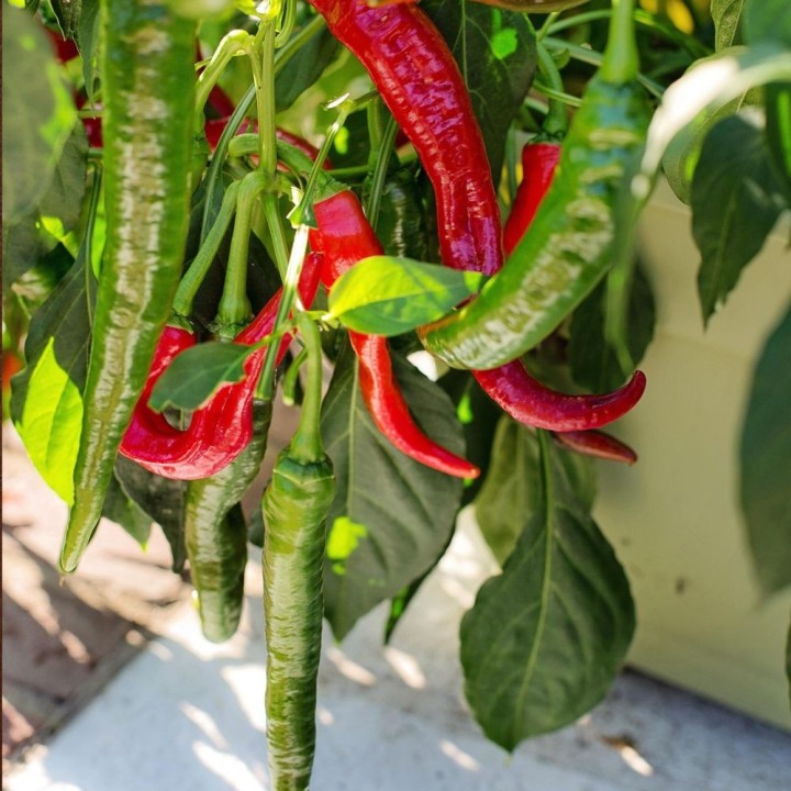 semillas cayena pimiento cayenna comprar precio secar chiles picantes