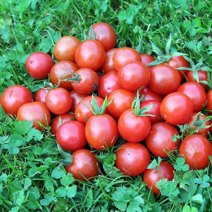 Semillas de Tomate cherry rojo | EntreSemillas tienda de semillas