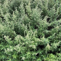 Artemisa común - Semillas