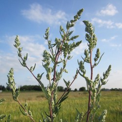 Artemisa común - Semillas