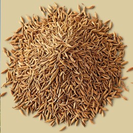 Semillas de comino para sembrar Cuminum cyminum comprar precio sobres