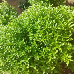 Semillas de Albahaca limón | Tienda de semillas