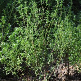 Semillas de Ajedrea de jardín (Satureja hortensis) | Tienda de semillas