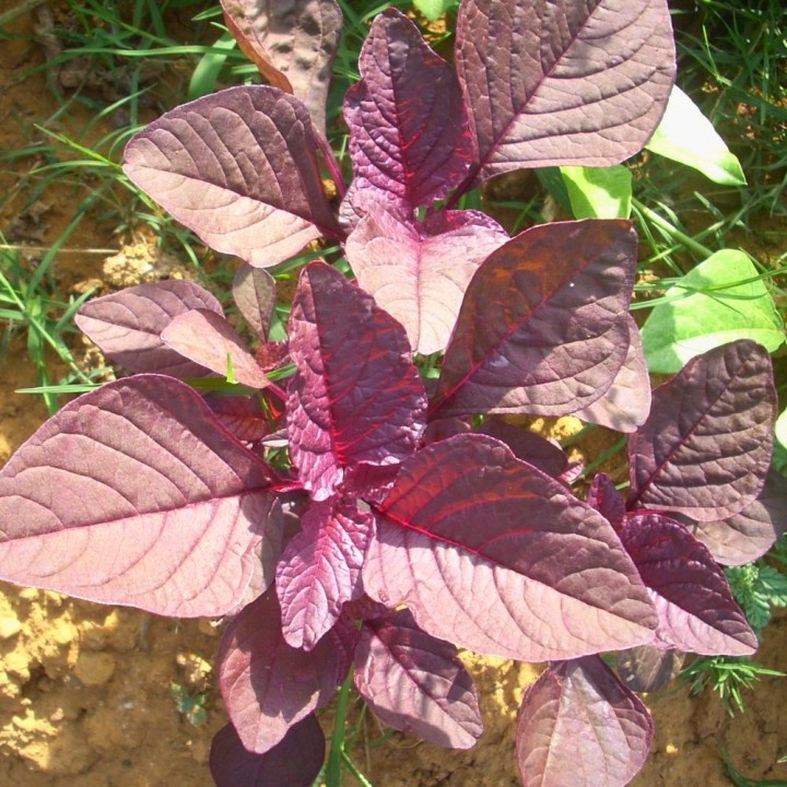 Semillas de amaranto, amaranthus caudatus, kiwicha seeds