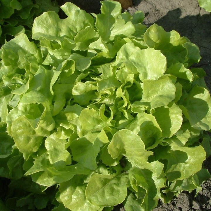 Lechuga, Hoja de roble Verde -semillas