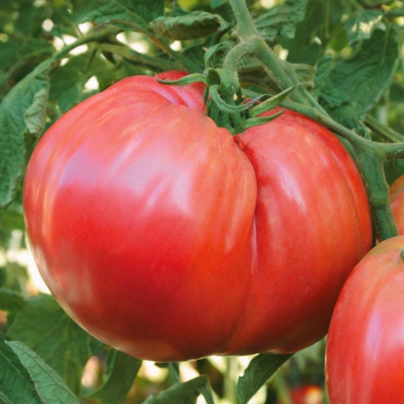 Tomate Ciccio - Semillas