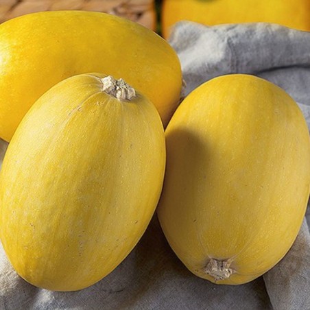 Calabacín, Baby Spaghetti - Semillas