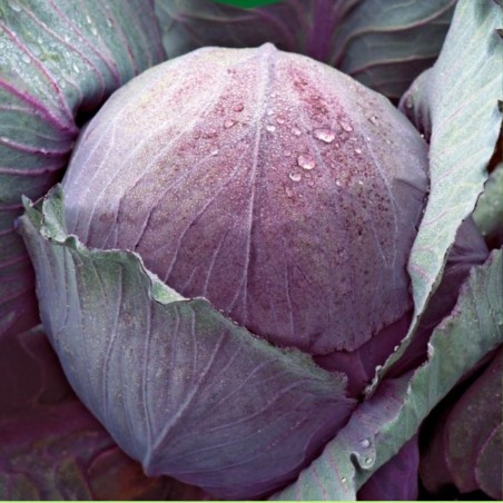 Col Roja Rufus - Semillas