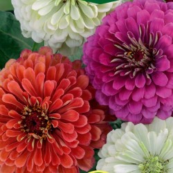 Zinnia Сalifornia Giants - Semillas