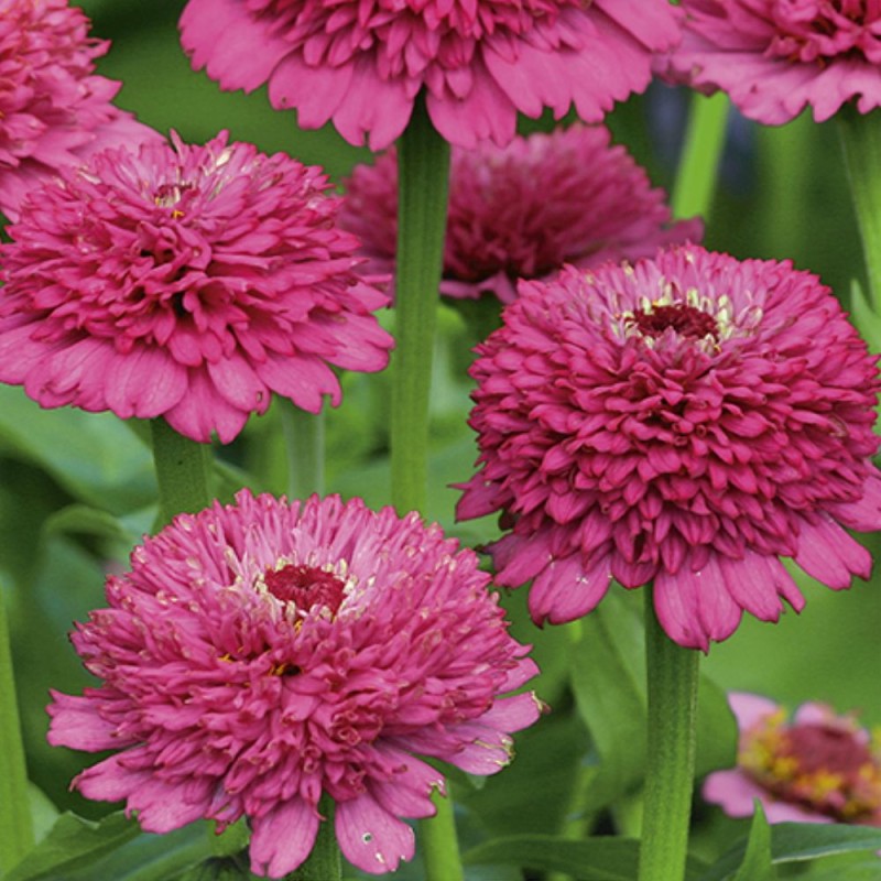 Zinnia Zinderella Púrpura - Semillas