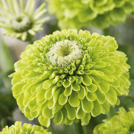Zinnia Envy - Semillas