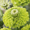 Zinnia Envy - Semillas