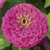 Zinnia Dream - Semillas