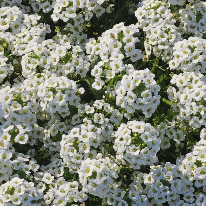 Aliso de mar - Semillas (Lobularia maritima)