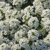 Aliso de mar - Semillas