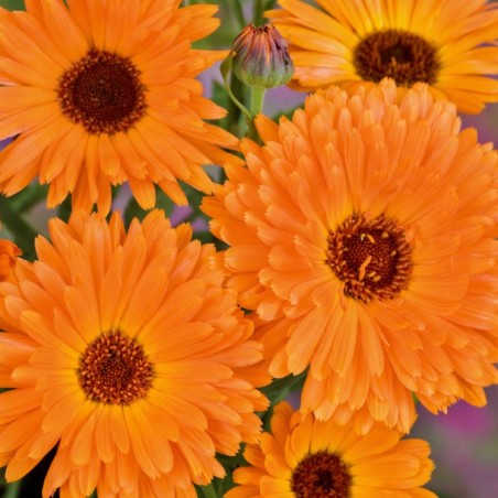 Caléndula tonalidades artísticas - Semillas