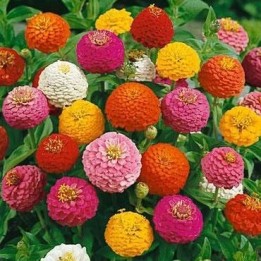semillas Zinnia elegans 'Mix'