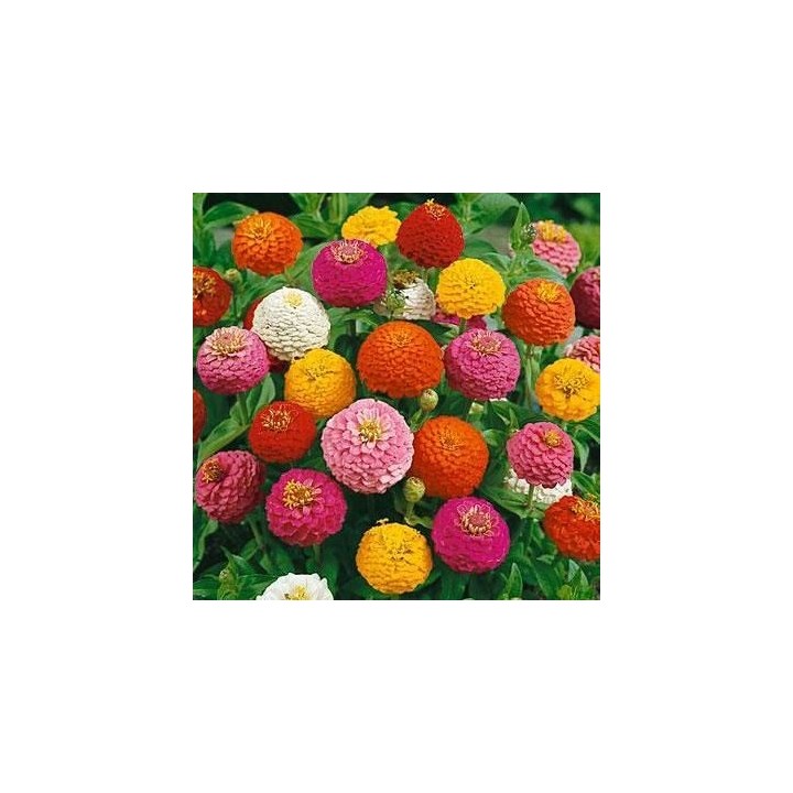 semillas Zinnia elegans 'Mix'
