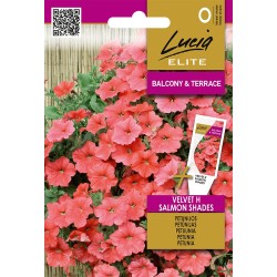 Petunia Velvet H tonalidades salmón - Semillas