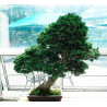 Hinoki Cypress - 
