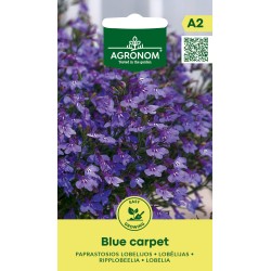 Lobelia Alfombra Azul -...