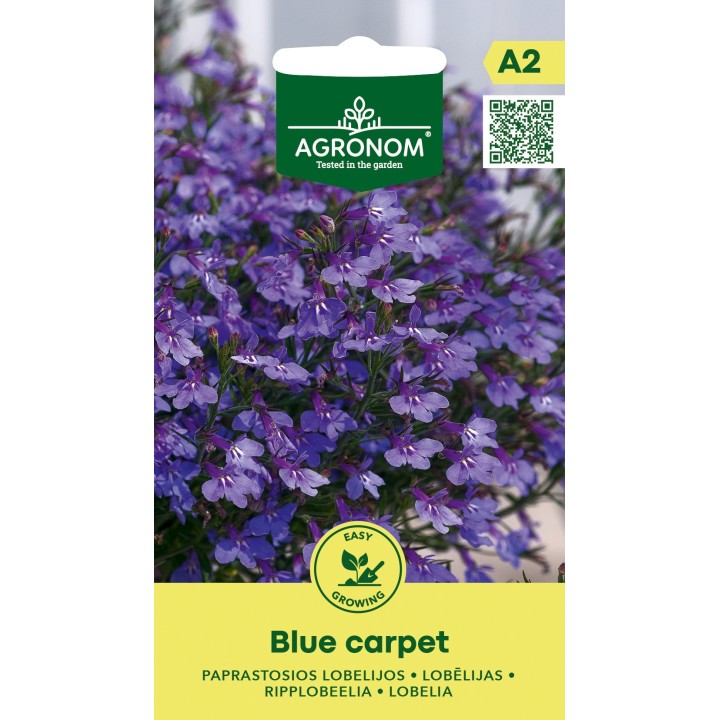 Lobelia Alfombra Azul - Semillas