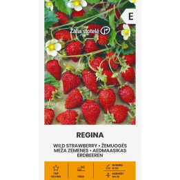 Fresa silvestre Regina - Semillas
