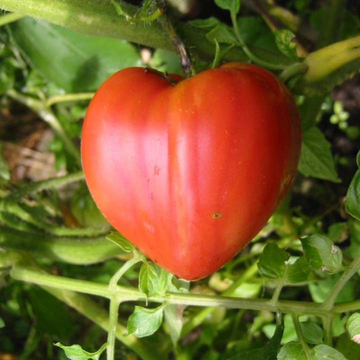 Tomate Corazón de buey - Semillas