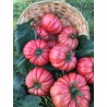 Tomate Cassarosa H - Semillas