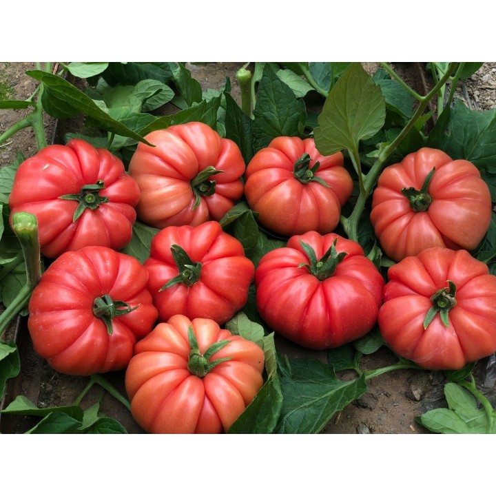 Tomate Cassarosa H - Semillas