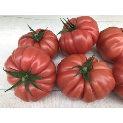 Tomate Cassarosa H - Semillas