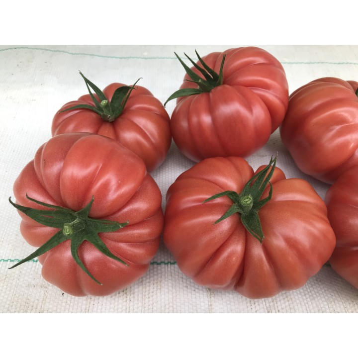 Tomate Cassarosa H - Semillas