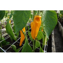Pimiento dulce Astor H - Semillas