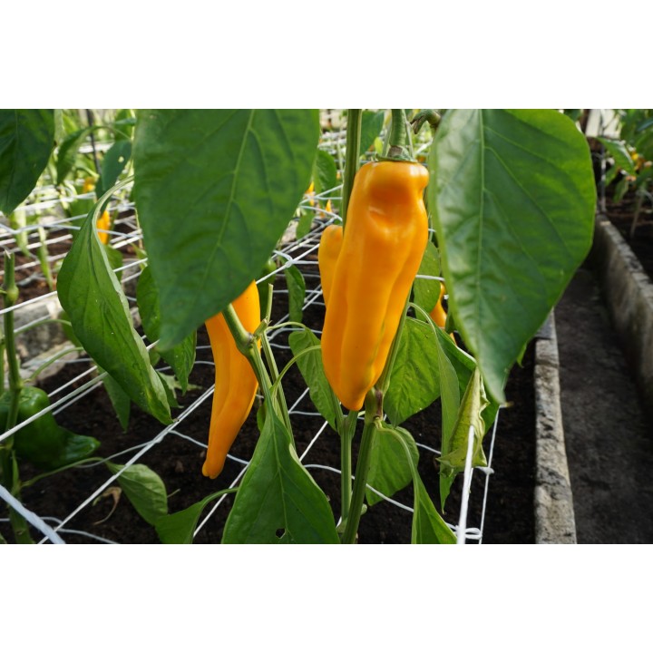 Pimiento dulce Astor H - Semillas