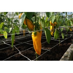 Pimiento dulce Astor H - Semillas