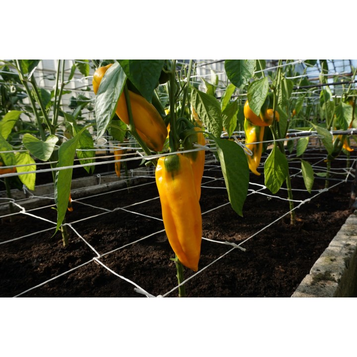 Pimiento dulce Astor H - Semillas