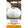Calabaza Valenciano - Semillas