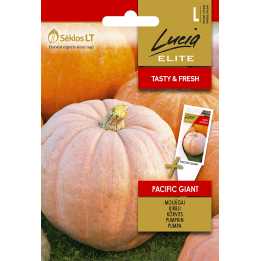 Calabaza Pacific Giant - Semillas