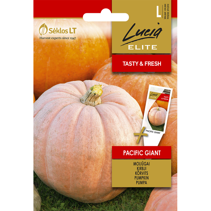 Calabaza Pacific Giant - Semillas