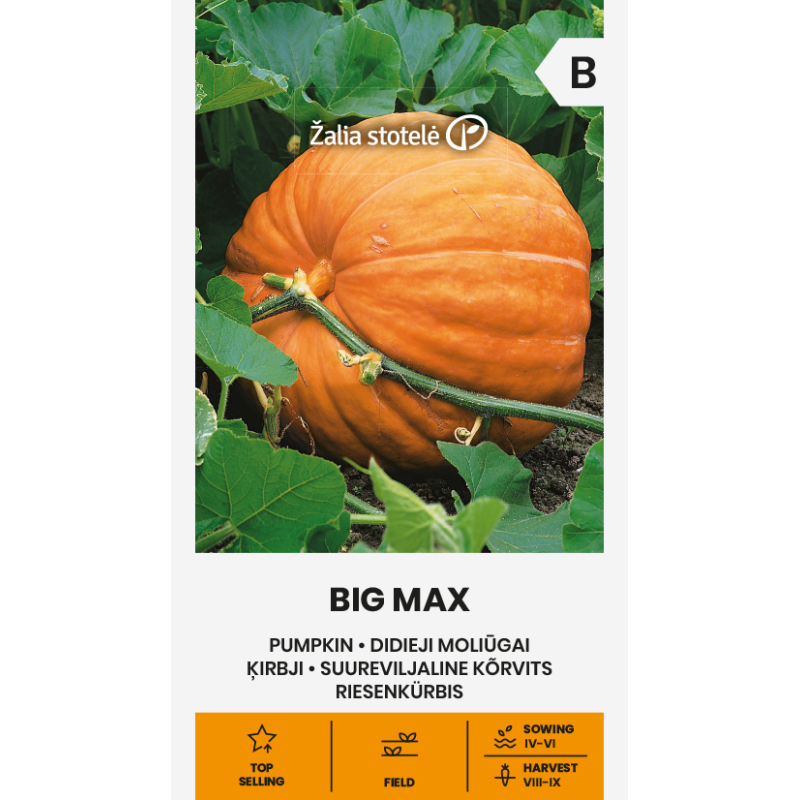 Calabaza Big Max - Semillas