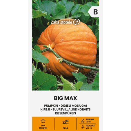 Calabaza Big Max - Semillas