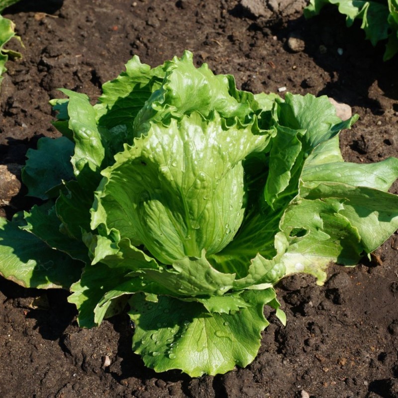 Lechuga Larsen - Semillas