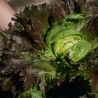 Lechuga Derel - Semillas