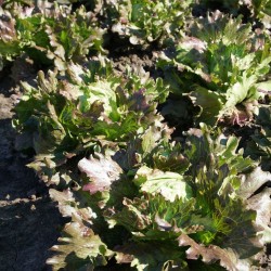 Lechuga Derel - Semillas