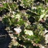 Lechuga Derel - Semillas